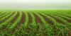 South Carolina releases food system policy toolkit