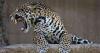 Zoo twilight tours, Free First Sunday, Storytime at the Swamp and more: Around Baton Rouge