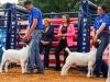 Great American State Fair Brings Livestock Showmanship, Rodeo and Agriculture Education to Nation's Capital