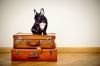 Who can I trust with my dog when I go on holiday?