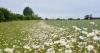 Farmers snap up a quarter of £60m nature payments fund within first 24 hours