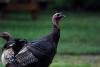Michigan DNR Wants Your Help Spotting Wild Turkeys This Summer