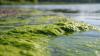 State Department of Environmental Quality Finds More Toxic Blue-Green Algae