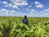 Africa pushes green tobacco as Zimbabwe growers face land crunch