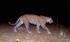 Endangered West African leopards show signs of recovery, despite odds. ‘It’s a win’