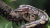 Florida Python Challenge 2026 Offers $25000 for Invasive Snake Removal