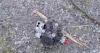 A drone crashed near the Black Sea coast in Turkey. Media say it is likely Ukrainian