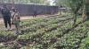 Nigeria launches distribution of 1M hybrid cocoa seedlings to boost production 