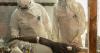 Researchers launch study on Ebola treatments as Congo outbreak worsens