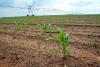 How climate volatility and water security are transforming South African farmland values