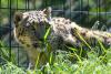 Idaho Falls Zoo welcomes ‘Lenny’ the snow leopard