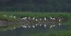 China's bird protection efforts boost rare species populations:2025 data