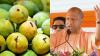 Uttar Pradesh Chief Minister Yogi Adityanath To Inaugurate Aam Mahotsav 2026 In Lucknow, Over 800 Mango Varieties To Be Showcased