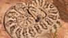 From Smith Rock to John Day, here's where rattlesnakes live in Oregon