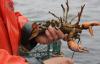 “Billion Egg Challenge” kicks off in Maine to promote lobster conservation