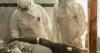 Researchers launch study on Ebola treatments as Congo outbreak worsens