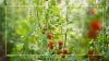 How to stop tomato plants from growing too tall, according to professional gardeners