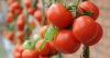 Gardeners urged to add 1 common bathroom item to soil for juicier tomato plants