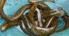 U.S. Fish and Wildlife Service to survey Ontonagon rivers for invasive sea lamprey