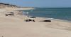 16 pilot whales die after stranding on Nova Scotia’s remote Sable Island