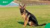 South African donors fund flight to reunite repatriated Malawian man with his dog