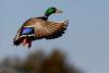 Wisconsin Waterfowl Survey Shows Stable Breeding Numbers