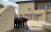 Malaysian Elephants At Japan's Tennoji Zoo Continue To Show progress - MPT