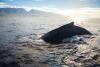 Do humpback whales fertilize Hawaiian waters? Maui study tests the “Whale Pump”