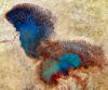 Lake Chad has become Africa's biggest refuge for waterbirds, despite years of conflict