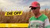 “It looked like it was going to die off”: Nebraska wheat rebounds after spring rain saves crop