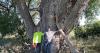 Mighty eastern cottonwood tree remains king in Nebraska