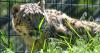 Male snow leopard newest resident at Idaho Falls Zoo