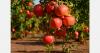 Spain, India, and Chile lead global orange, pomegranate, and cherry exports respectively