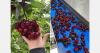 "There is no market in China that will pay for substandard fruit"