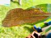 Tar spot concerns grow as humid conditions persist across Indiana