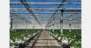 Optimal growth conditions for fragile Dutch quality yellow zucchini