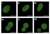 Scientists Say They've Made Cells That Feed, Grow and Reproduce, Bringing Them One Step Closer to Building Life From Scratch