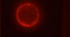 Scientists create cell that can complete life cycle