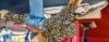 Montana Just Came So Close to Invasive Mussels in Georgetown Lake