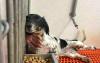 32 dogs seized from Iowa breeder who allegedly blocked inspections of her business