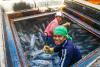 Indonesia’s ratification of fishing labor reforms will also boost conservation (commentary)