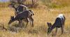 Montana FWP hopeful recent rains will help north-central Montana's hurting mule deer herds