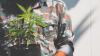 Hemp’s Last Stand: Lawmakers seek to intervene incoming hemp ban 