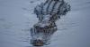 Fatal Attack in Florida Leads to Officials Trapping Two Alligators