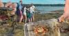 planet maine vol. 32: green crab week; a new tick-borne illness