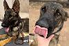 Neighbours rally to save German Shepherds Mia and Mali from euthanasia