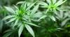 New change limits where Kentucky medical cannabis cardholders can purchase