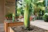 Not one, but two endangered corpse flowers are about to bloom at L.A.’s Huntington Library – here’s how you can see (and smell) them