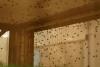 What to Know About Screwworm in the U.S.