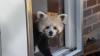 Baltimore zoo reveals baby red panda's name